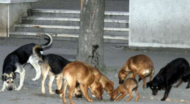 SOKAK KÖPEKLERİNİN SALDIRDIĞI ÇOCUĞUN DURUMU AĞIR