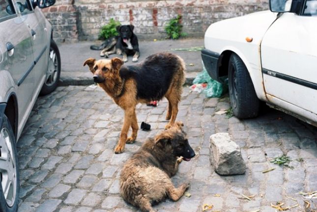 SOKAK KÖPEKLERİ TEHDİT OLUŞTURMAYA DEVAM EDİYOR