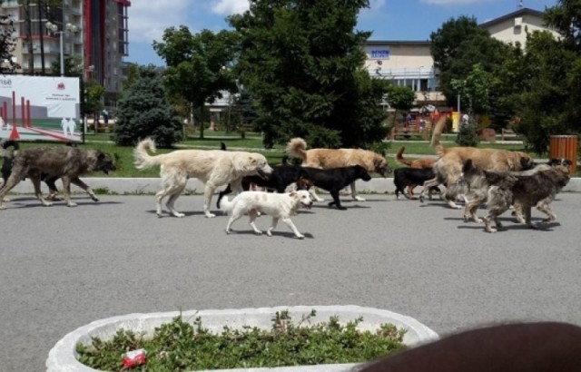 SOKAK KÖPEKLERİ GÜPEGÜNDÜZ ÖĞRENCİYE SALDIRDI