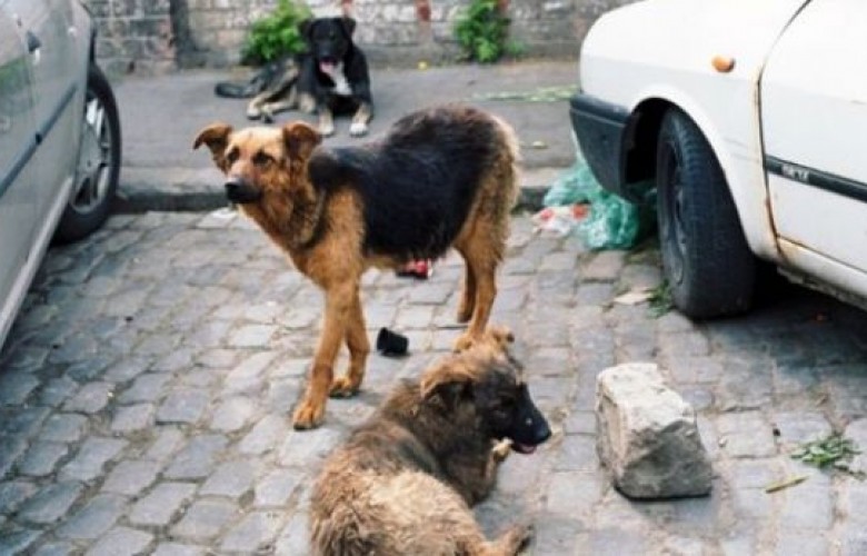 SOKAK KÖPEKLERİ BİR ÇOCUĞA SALDIRDI