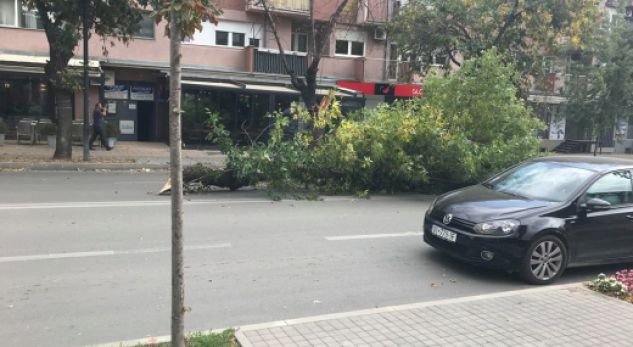 ÜZERİNE AĞAÇ DEVRİLEN KİŞİ HAYATINI KAYBETTİ