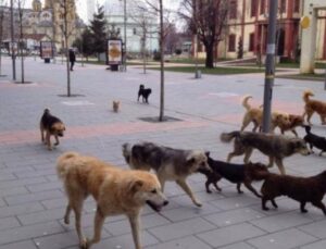 PRİŞTİNE MERKEZİNDE SOKAK KÖPEKLERİ TEHLİKE SAÇMAYA DEVAM EDİYOR