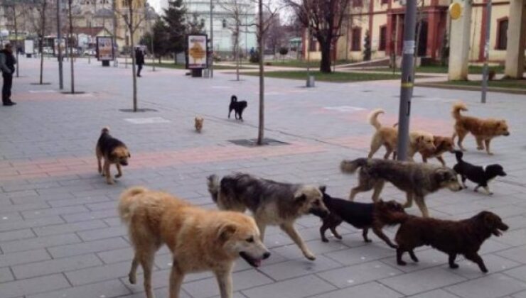 PRİŞTİNE MERKEZİNDE SOKAK KÖPEKLERİ TEHLİKE SAÇMAYA DEVAM EDİYOR