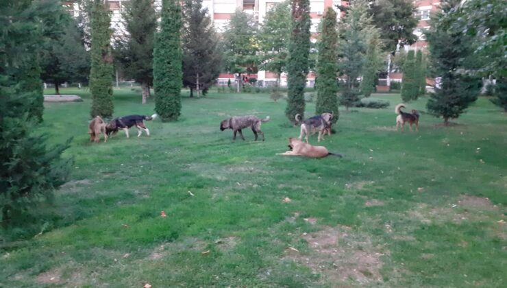 SOKAK KÖPEKLERİ PRİŞTİNE’DE RAHAT VERMİYOR