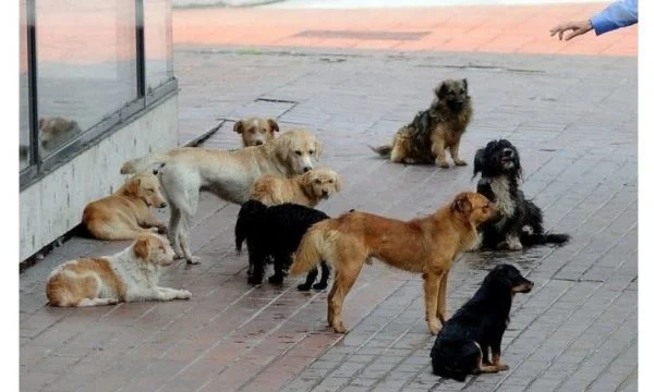  PRİŞTİNE’DE YAKLAŞIK 4 BİN SOKAK KÖPEĞİ TESPİT EDİLDİ