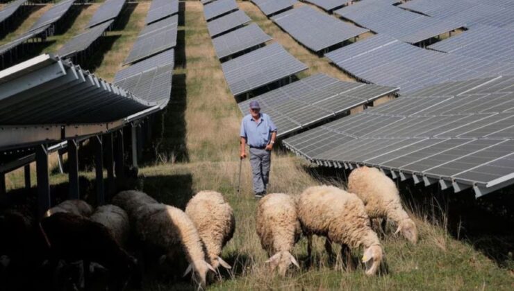 GÜNEŞ ENERJİSİ PANELLERİNİN ETRAFINI TEMİZLEYEN KOYUNLAR