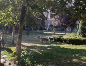 SOKAK KÖPEKLERİ BEZDİRDİ