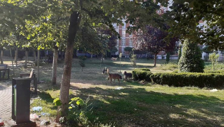 SOKAK KÖPEKLERİ BEZDİRDİ