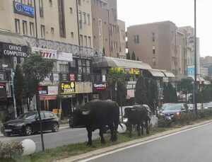 PRİŞTİNE’NİN MERKEZİNDE BAŞIBOŞ GEZEN MANDA VE YAVRUSU GÖRÜLDÜ