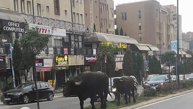 PRİŞTİNE’NİN MERKEZİNDE BAŞIBOŞ GEZEN MANDA VE YAVRUSU GÖRÜLDÜ