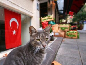 KEDİLERİN ANAVATANI TÜRKİYE!