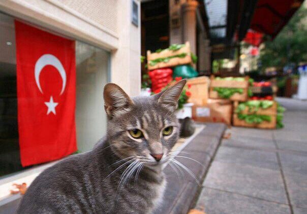 KEDİLERİN ANAVATANI TÜRKİYE!