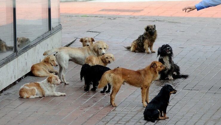 SOKAK KÖPEKLERİNİN SALDIRILARI VATANDAŞLARI TEDİRGİN EDİYOR