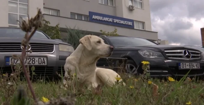 HASTANE BAHÇESİNDE YİNE BİR KÖPEK SALDIRISI