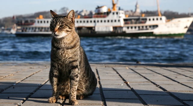 TÜRKİYE’NİN KEDİLERİ DÜNYA GÜNDEMİNDE: ‘BU YAKINLIK BÜYÜLEYİCİ’